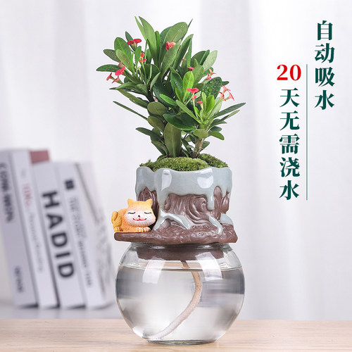 不夜城芦荟万重山仙人掌多肉植物虎刺梅花卉办公室桌面小盆栽植物