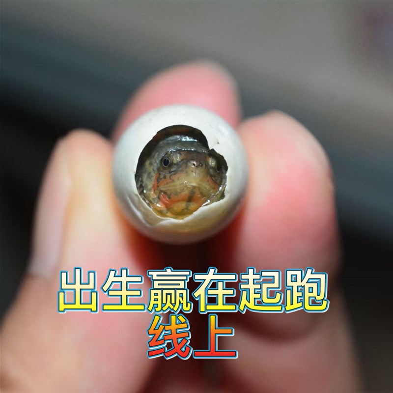 红面蛋进口龟苗乌龟鱼缸宠物观赏活体深水龟红面龟蛋发色龟粮招财