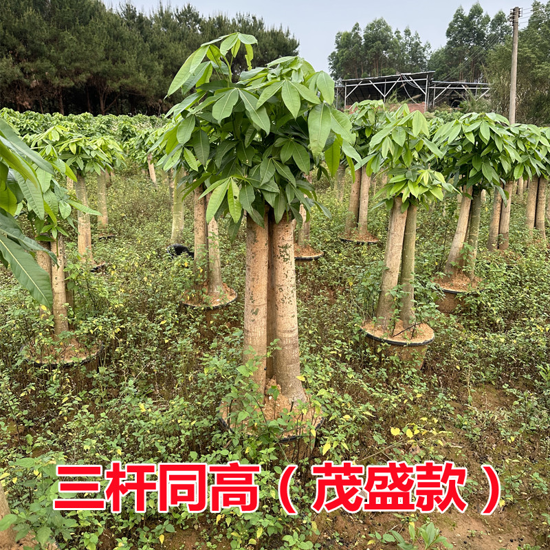 发财树大棵办公室客厅大盆栽大型绿植室内盆景吸甲醛步步高发财树