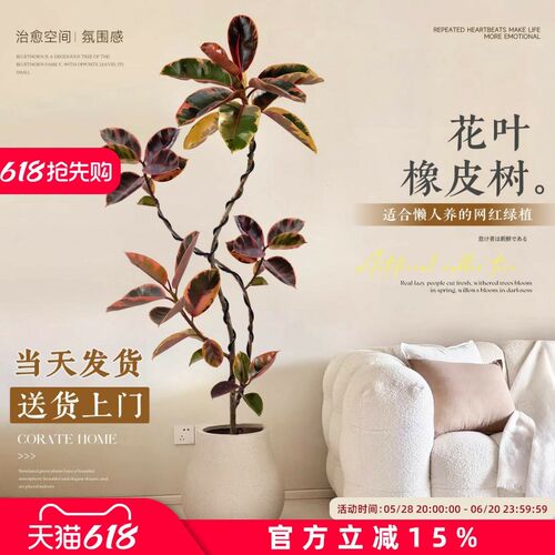 花叶橡皮树客厅真花大盆栽黑金刚落地大号绿植大型花卉绿色植物禄