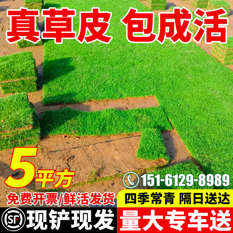 真草皮草坪带泥土地毯草台湾草别墅庭院花园百慕大绿化马尼拉草坪