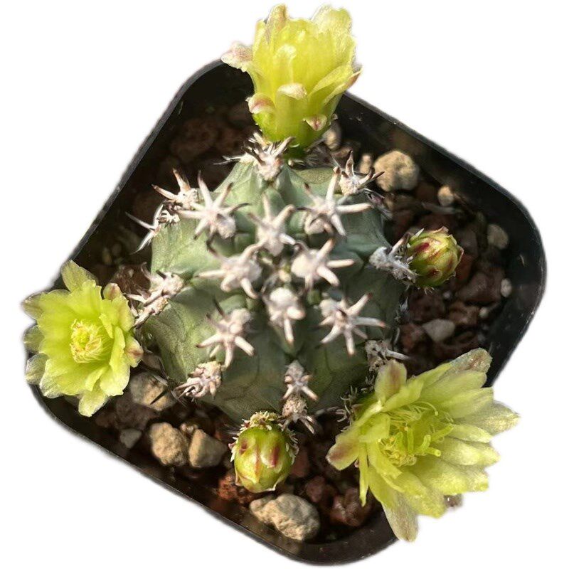 短豪刺青花虾仙人球开花仙人掌绿色花多肉植物盆栽稀有品种自根