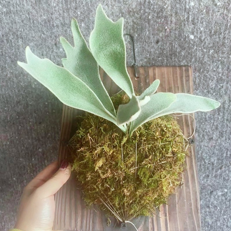 立叶银鹿鹿角蕨,银色系列,板植挂墙植物ins网红热植鹿角蕨