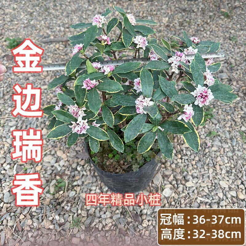 金边瑞香盆栽20年老桩大苗庭院浓香型带花苞室内耐寒植物花卉年花