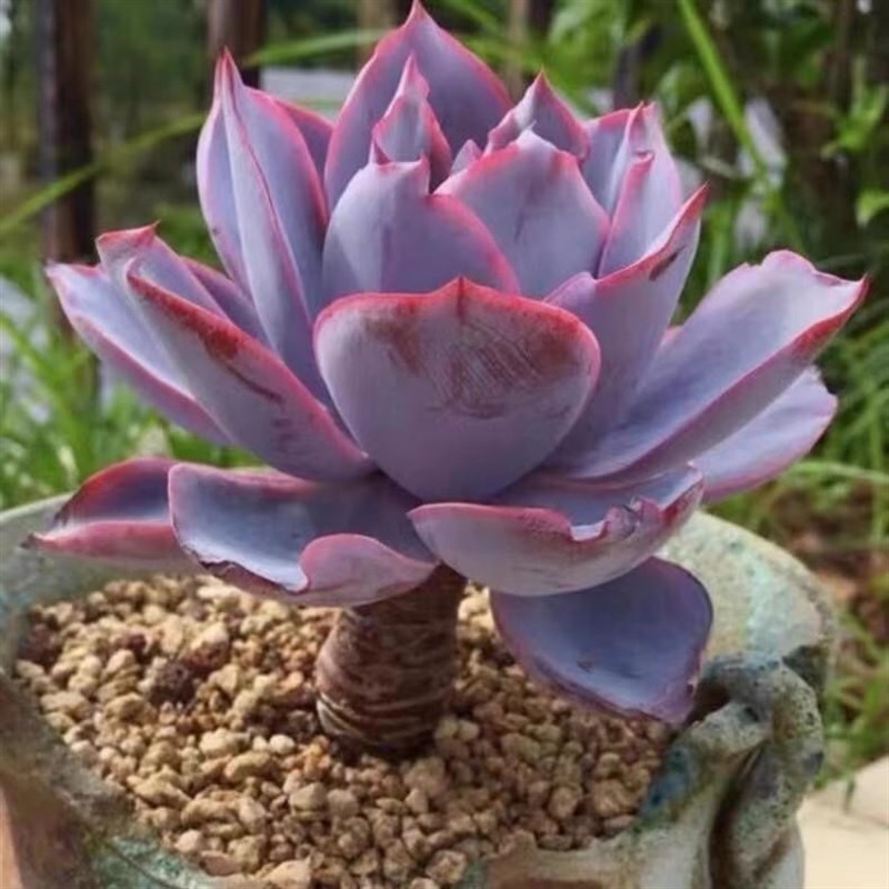 晚霞之舞广寒宫蓝光植物好养易爆盆群生多肉萌肉创意花卉绿植盆栽