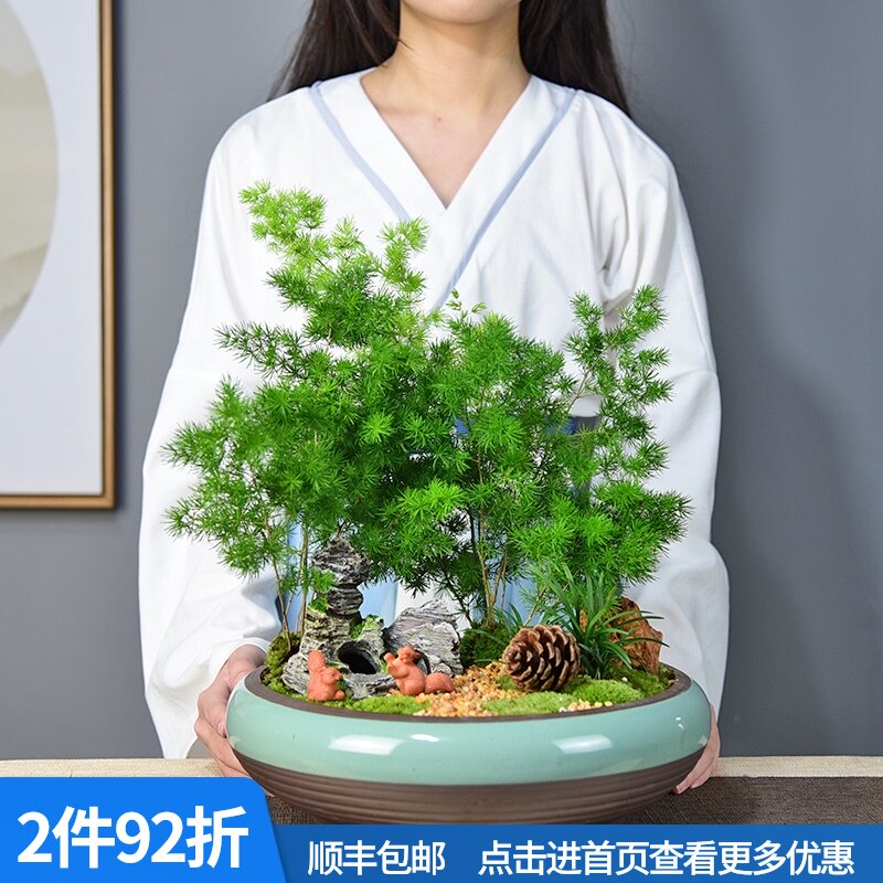 蓬莱松盆栽室内客厅盆景办公室桌面防辐射植物四季常青生肖猴绿植