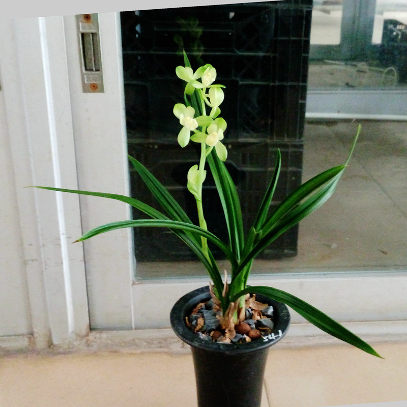 兰花苗建兰荷瓣素君荷花型大素雅清香四季兰盆栽绿植花卉阳台室内