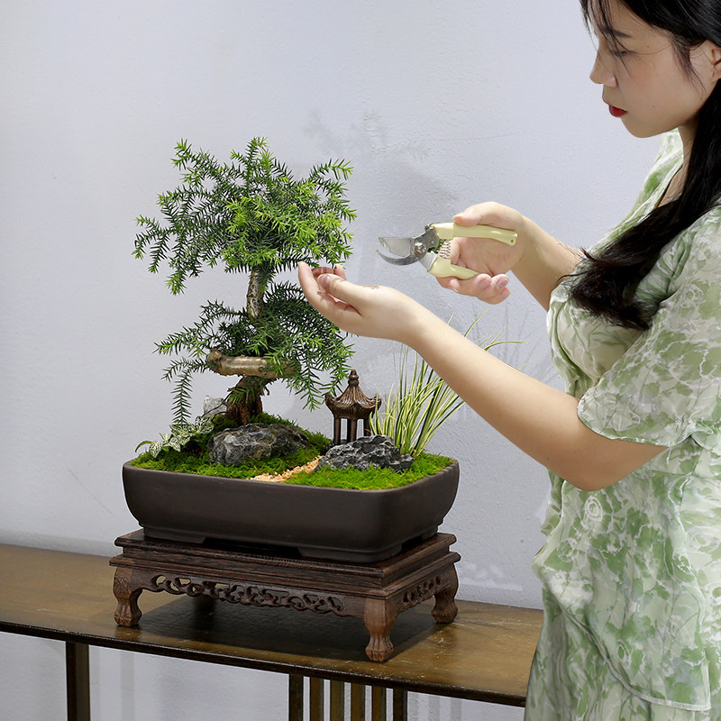 澳洲杉盆景老桩造型植物室内客厅办公室绿植南洋杉不老松盆栽耐旱