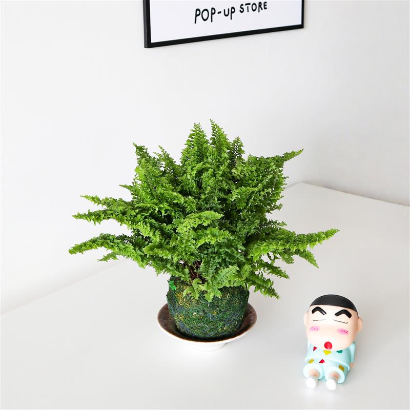 棉花糖蕨苔藓球室内办公室茶桌耐荫绿植立体毛绒触感绿植蕨类ins