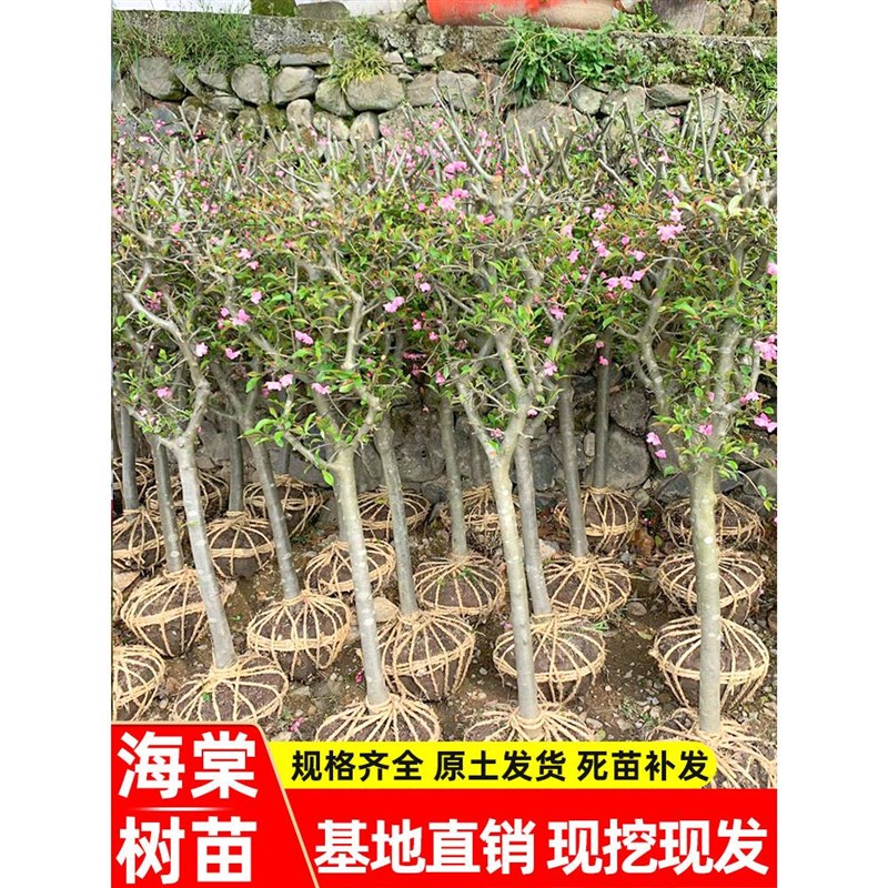 海棠树苗庭院西府垂丝海棠花盆栽地栽大型四季花卉耐寒南北方种植图片