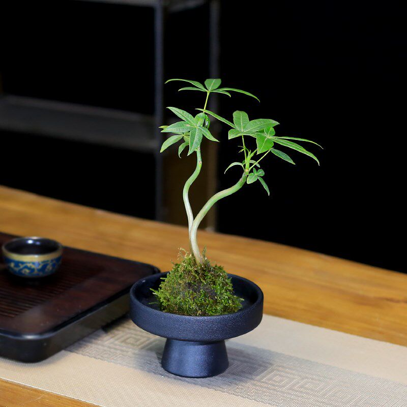发财树小盆栽水培植物室内客厅办公室茶台桌面水养绿植好养摆件