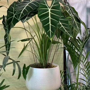 大惠兰银柳冬青蝴蝶兰新年宵花福桶轻奢客厅插花花器盆栽盆景花盆