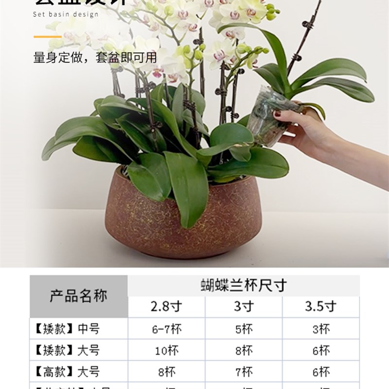 高端蝴蝶兰花盆专用套盆陶瓷盆家用轻奢高级感大口径拼组兰花花盆图片