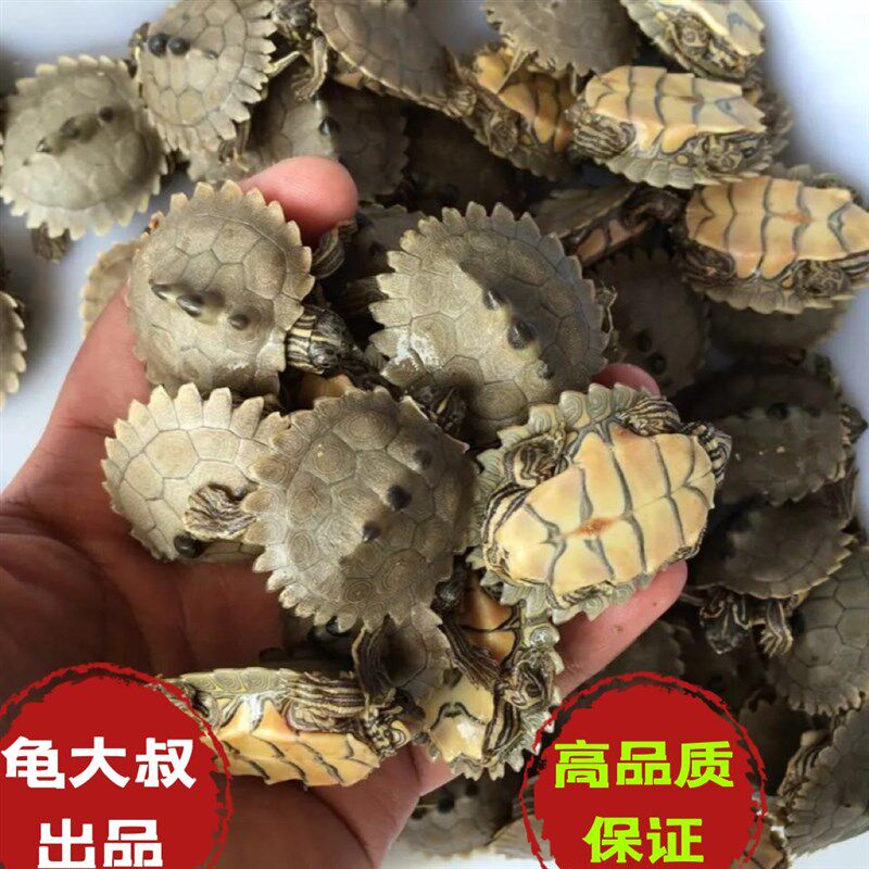 黑瘤地图乌龟西非侧颈龟黄头深水龟鱼缸观赏龟亚巨红面安布玛塔龟