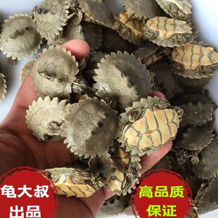 黑瘤地图乌龟西非侧颈龟黄头深水龟鱼缸观赏龟亚巨红面安布玛塔龟