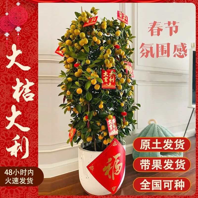 金桔树盆栽客厅可食用橘子树苗阳台四季结果植物开业送礼年桔子树