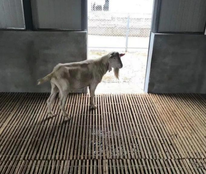 竹子羊床漏粪板鸡鸭鹅架养殖场竹架板羊圈用竹笆子养殖设备漏粪板