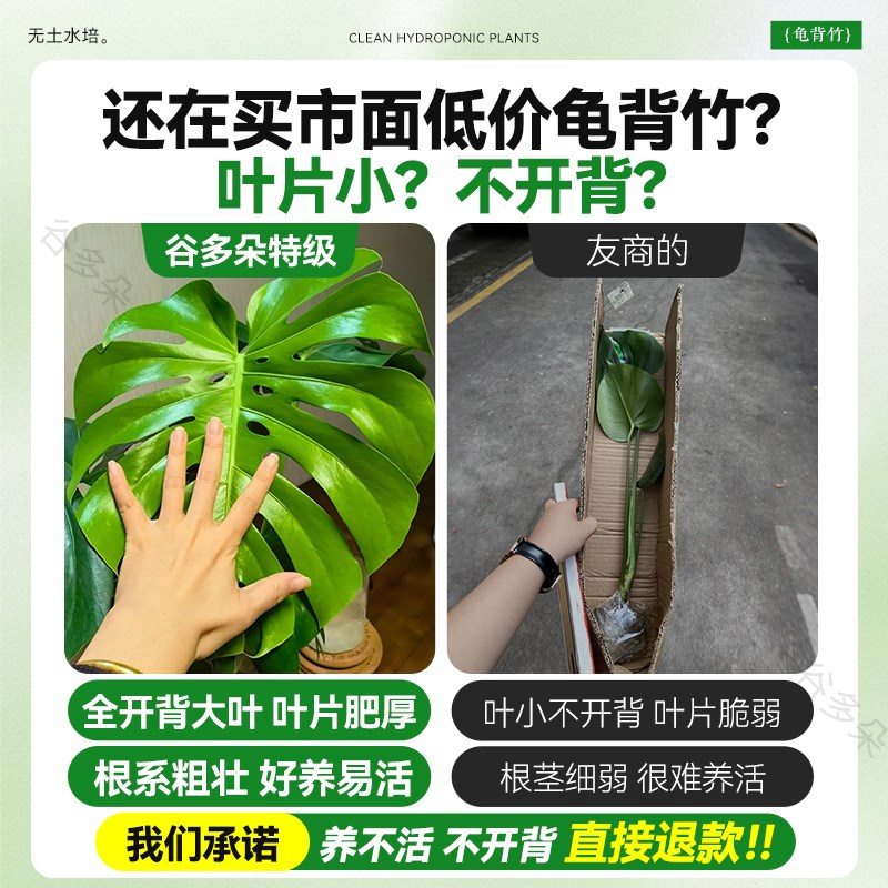 龟背竹盆栽水培植物老桩大叶水养绿植办公室内客厅净化空气好养活图片