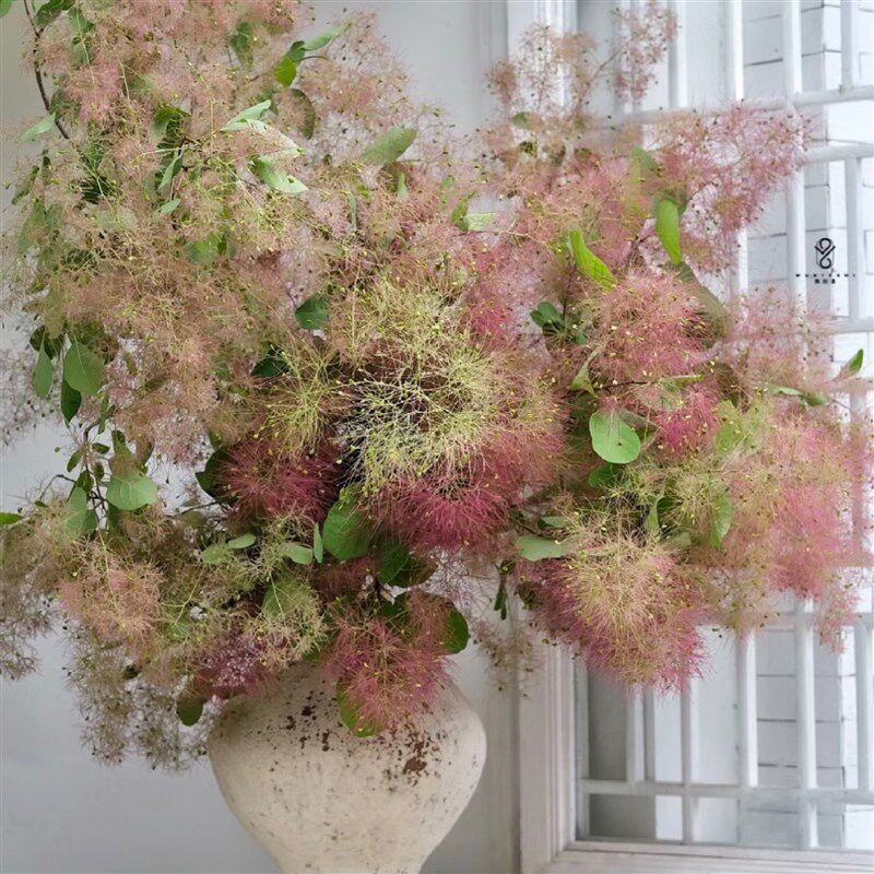 【云花甄选】雾中情人黄栌梦幻春季鲜花可做干花家居软装瓶插水养
