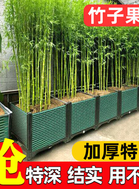 竹子花盆专用月季发财树金钱树栽果树大号栽树花箱种植箱户外种菜