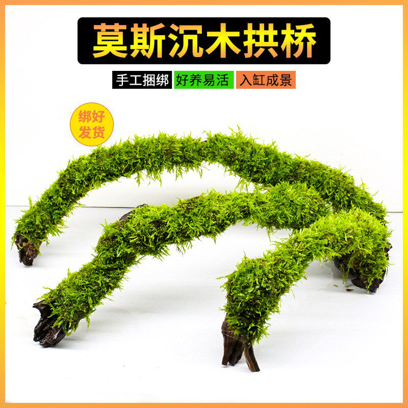 莫斯水草沉木拱桥鱼缸造景水草真草水培植物鱼草成品慕斯树躲避屋