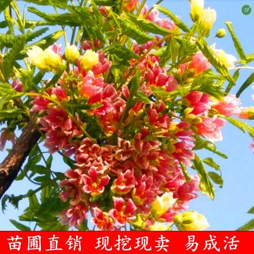 文冠花树苗状元花盆栽室内外阳台庭院盆景四季好养花卉多年生植物