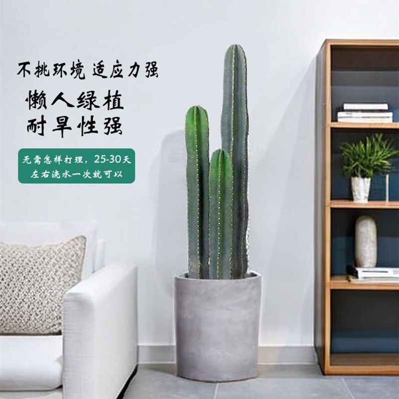 量天尺仙人柱仙人掌多肉植物客厅办公室大型盆栽耐旱好养家居绿植