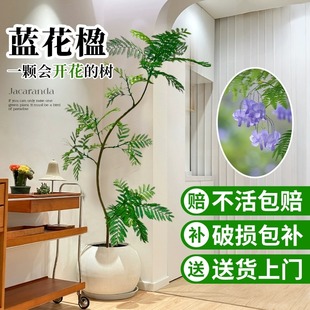 蓝花楹大型绿植真花客厅绿植盆栽树落地阳台轻奢室内植物好养易活