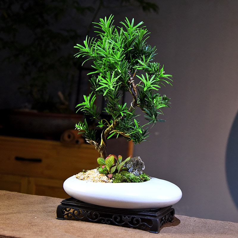 造型罗汉松盆栽新中式简约植物盆景室内客厅办公桌面教师节礼品