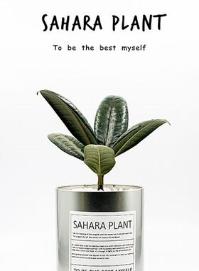 超好看黑金刚橡皮树花卉植物室内净化空气客厅桌面植物盆栽