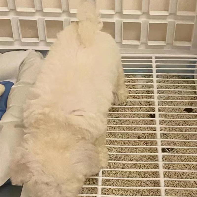 宠物狗训导狗厕所平板抽屉式便便器小型犬笼内防外溅打翻尿盆屎盆