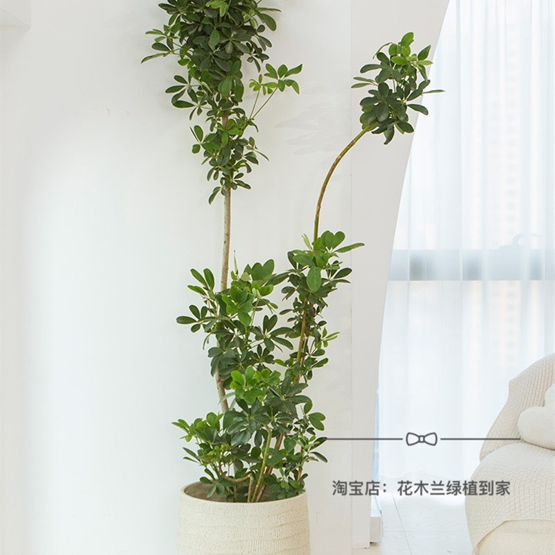 造型鸭掌木盆栽 七叶莲 鸭脚木植物办公室客厅净化空气吸甲醛深圳