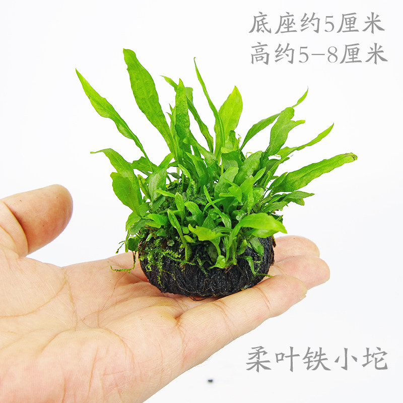 鱼缸懒人新手造景无土真水草鹿角细叶铁皇冠坨草陀勉栽种无需CO2
