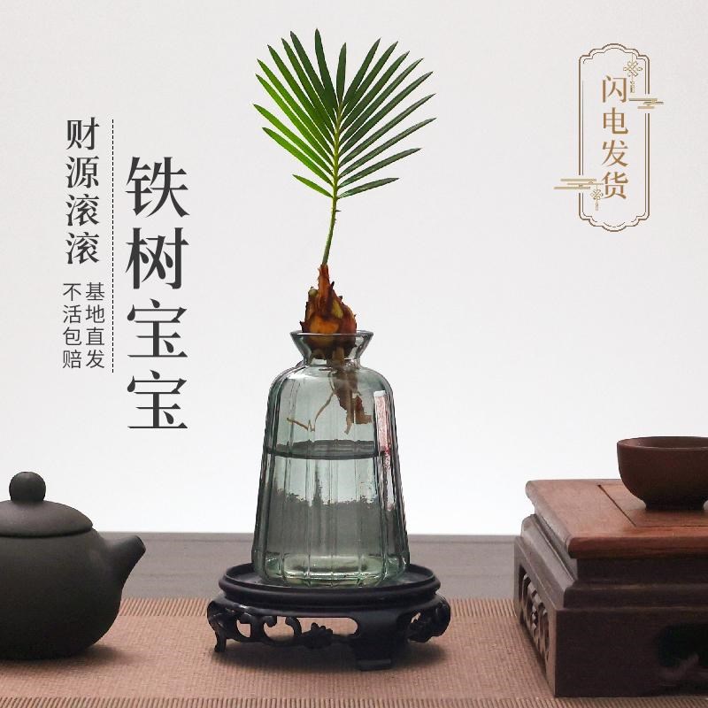 水培植物铁树宝宝小盆栽办公室内桌面摆件好养活四季常青绿植盆景