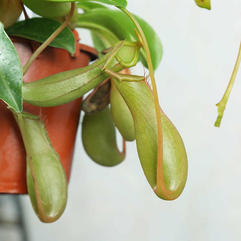 水培植物青叶太阳神盆栽办公室花卉提神办公桌面小盆栽富贵观音竹