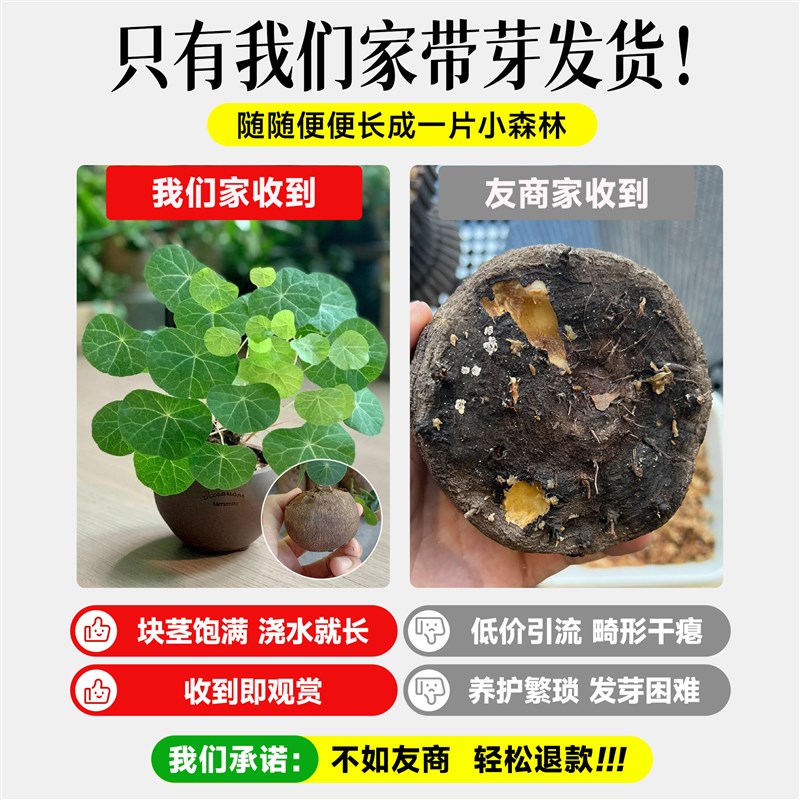 山乌龟爬藤植物一叶龟种球盆栽办公室内客厅桌面好养活绿植小摆件