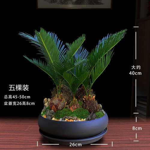 铁树盆栽大型植物室内好养办公绿植客厅桌面花卉盆景乔迁开业送礼