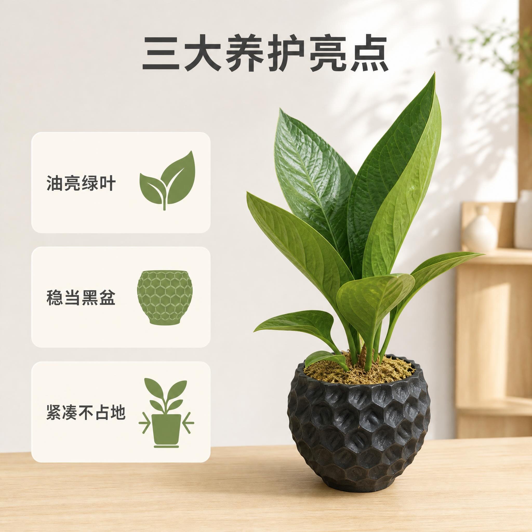 聚宝盆桌面绿植懒人室内客厅好养盆栽不占地养护亮点点