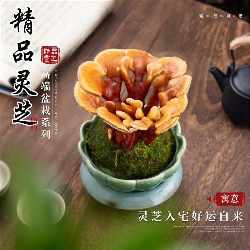 灵芝苔藓球盆景摆件真灵芝活苗盆栽室内桌面四季客厅绿植物好养活图片