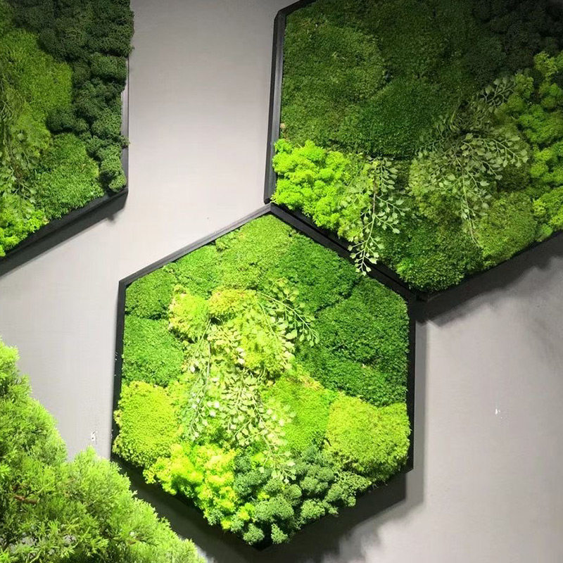 仿真青苔永生苔藓植物墙面鹿角藓白发藓大灰藓室内微景观造景草坪