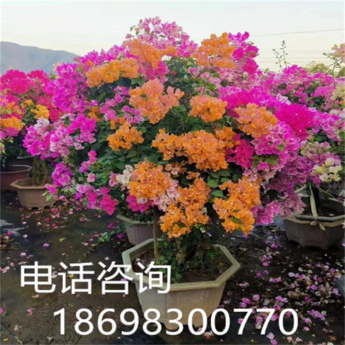 多色三角梅盆景大型三角梅造型树勒杜鹃盆栽叶子花四季开花三角梅