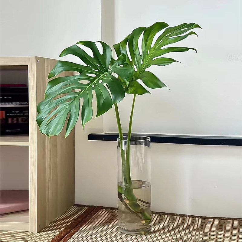 水培龟背竹植物好养室内水养龟背竹水生植物吸甲醛净化空气