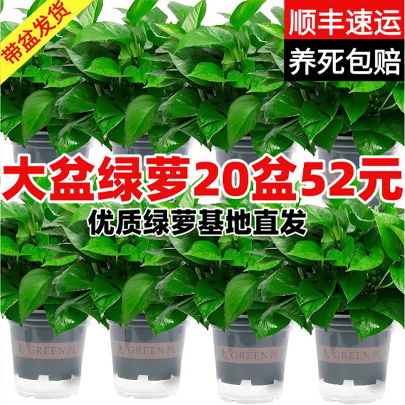 绿萝盆栽室内客厅绿植花卉新房家用水培绿箩植物室内大叶绿箩吊兰