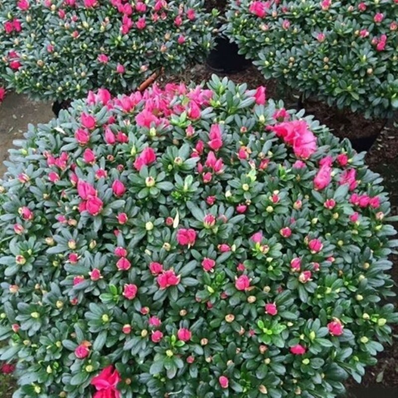 一年四季开花大冠幅室内室外好养活盆栽地栽花卉绿植杜鹃花