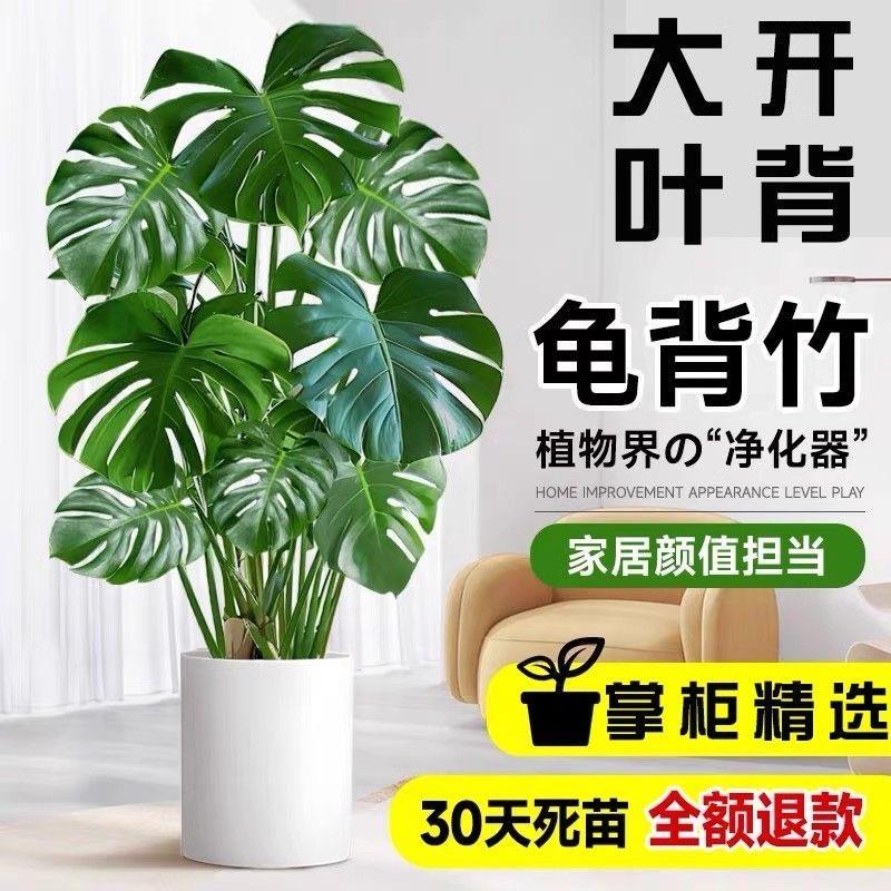 (老桩)龟背芋盆栽大型绿植室内客厅办公室桌面四季常青植物花卉