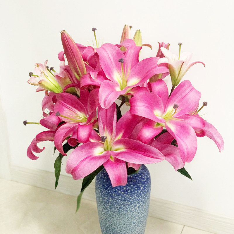 香水百合鲜花云南基地直发新鲜水培插花百合花鲜切花花束客厅装饰