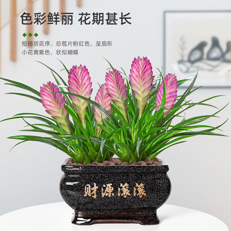 铁兰花盆栽紫色花卉带花苞室内好养开花净化空气桌面绿植盆景