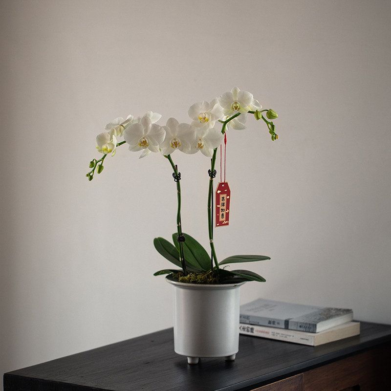 静艺花舍 白色蝴蝶兰盆栽办公室内桌面花卉植物耐寒带花苞年宵花