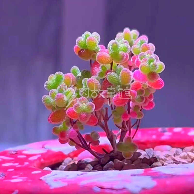多肉植物 米粒糖球红叶冰晶枝干番杏 稀少新品群生矮小盆栽美观