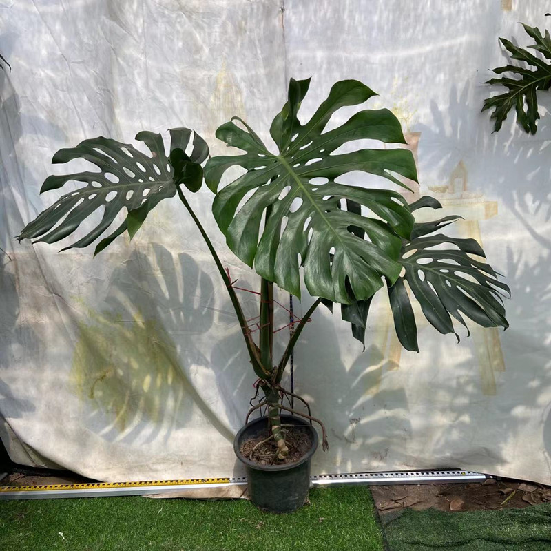 龟背竹大型盆栽水培植物室内客厅大叶绿植好养净化空气四季常青花